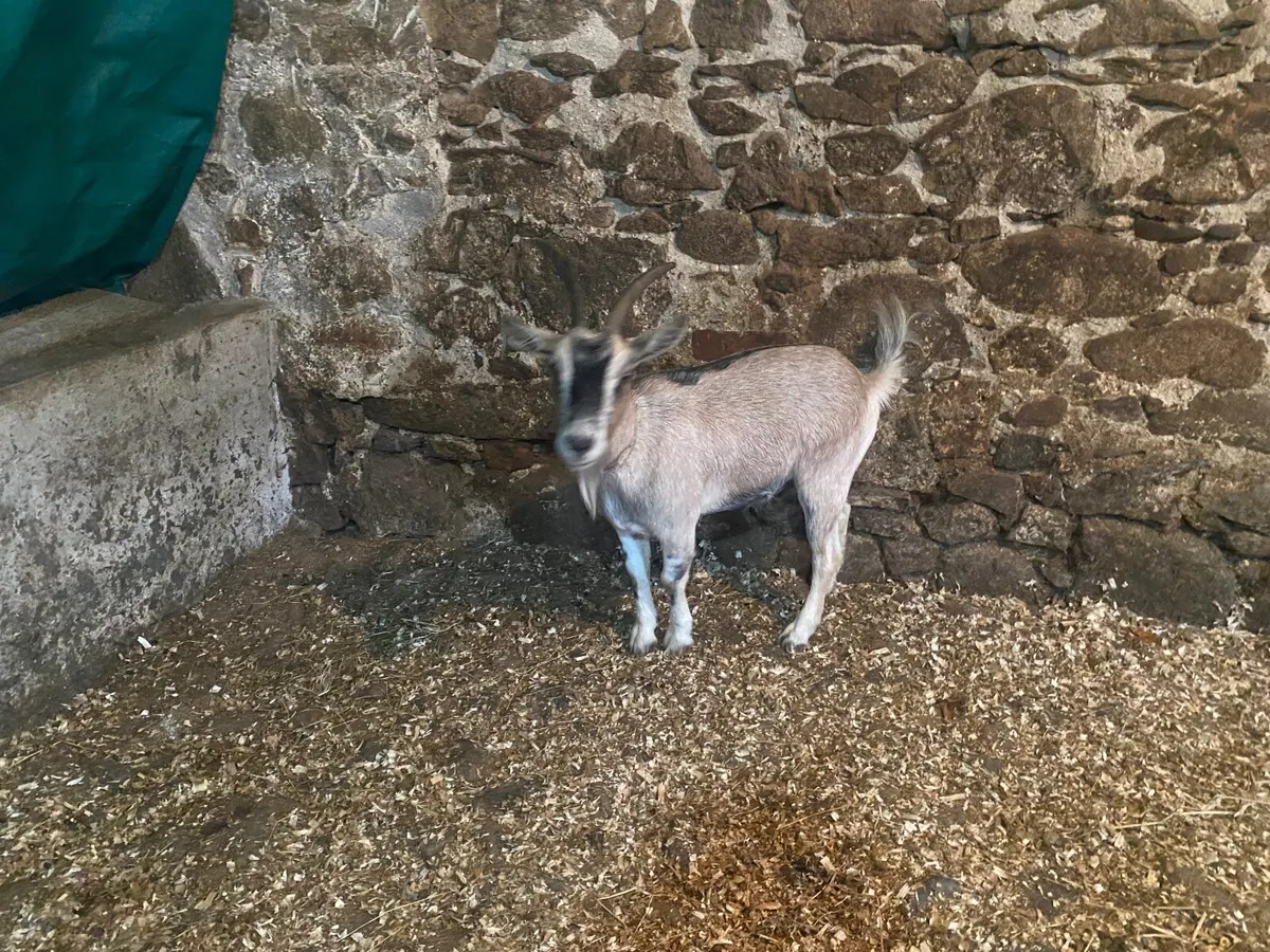 PYGMY FEMALE NANNY GOAT  NICE MARKINGS - Image 4
