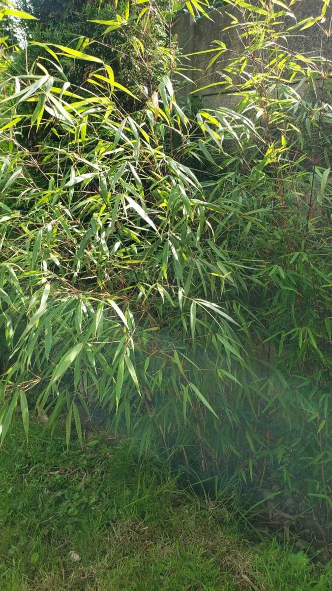 Bamboo Asian Wonder red.  Delivery available - Image 1
