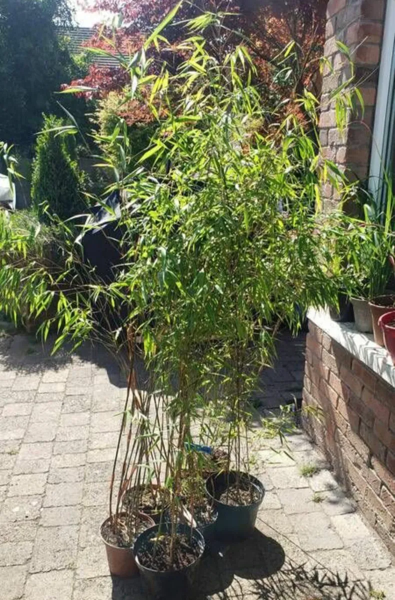 Bamboo Asian Wonder red.  Delivery available - Image 2