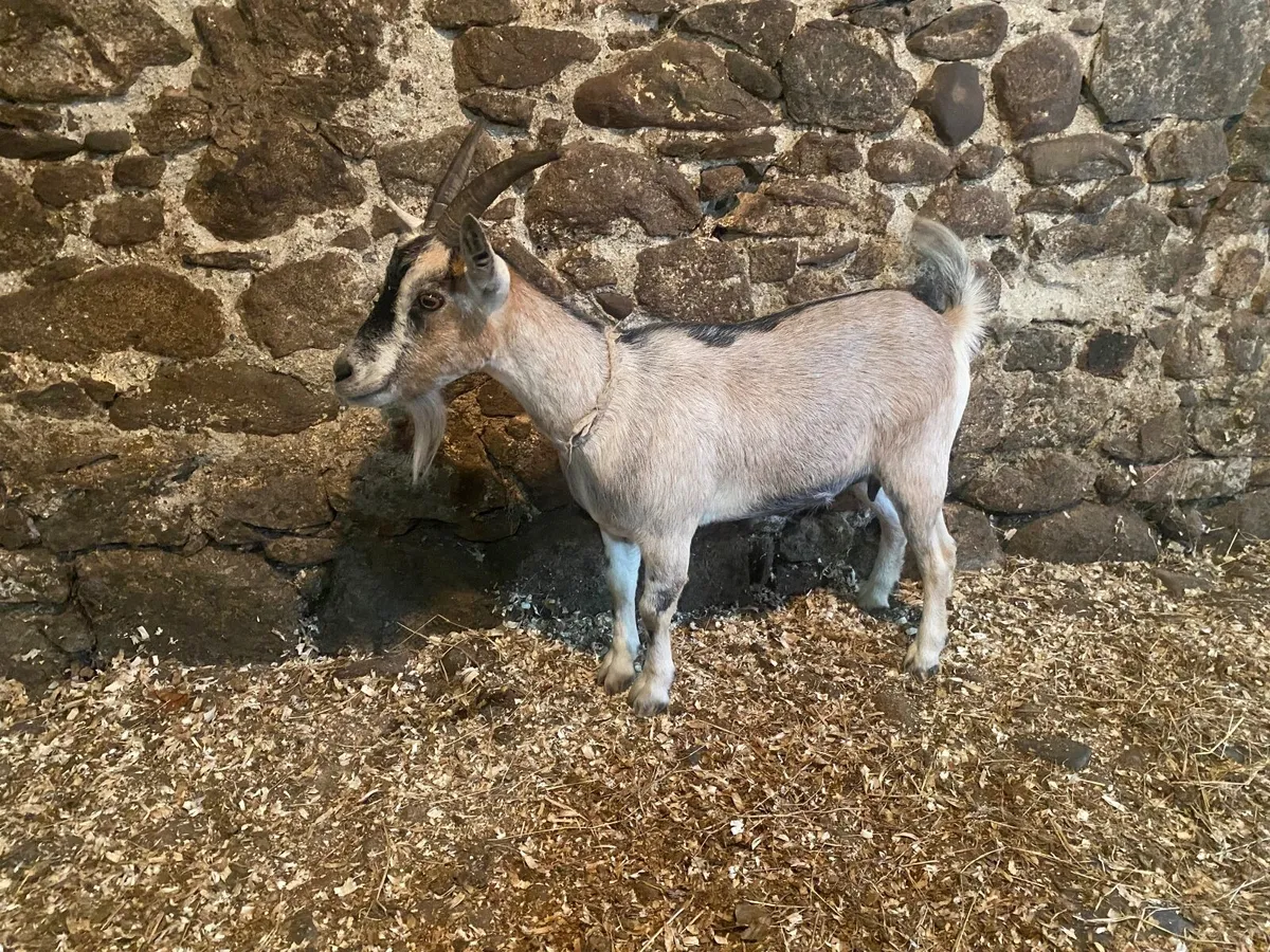 PYGMY FEMALE NANNY GOAT  NICE MARKINGS - Image 1