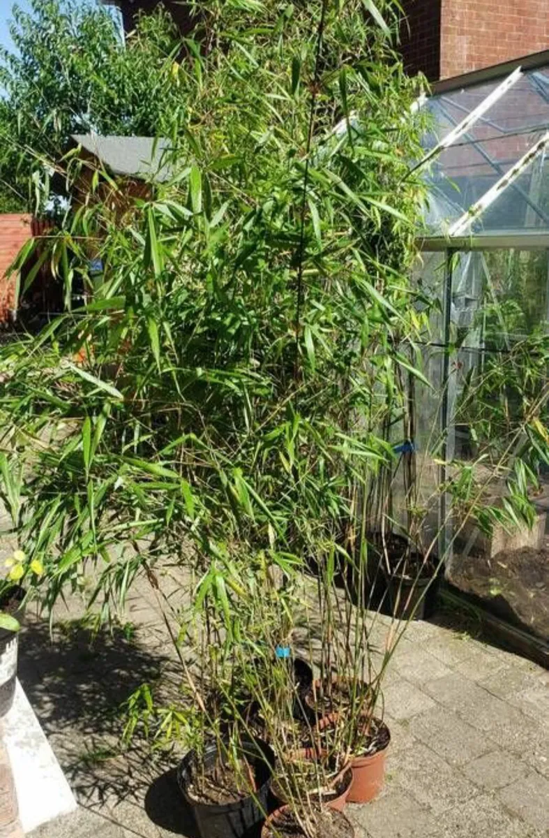 Bamboo Asian Wonder red.  Delivery available - Image 3