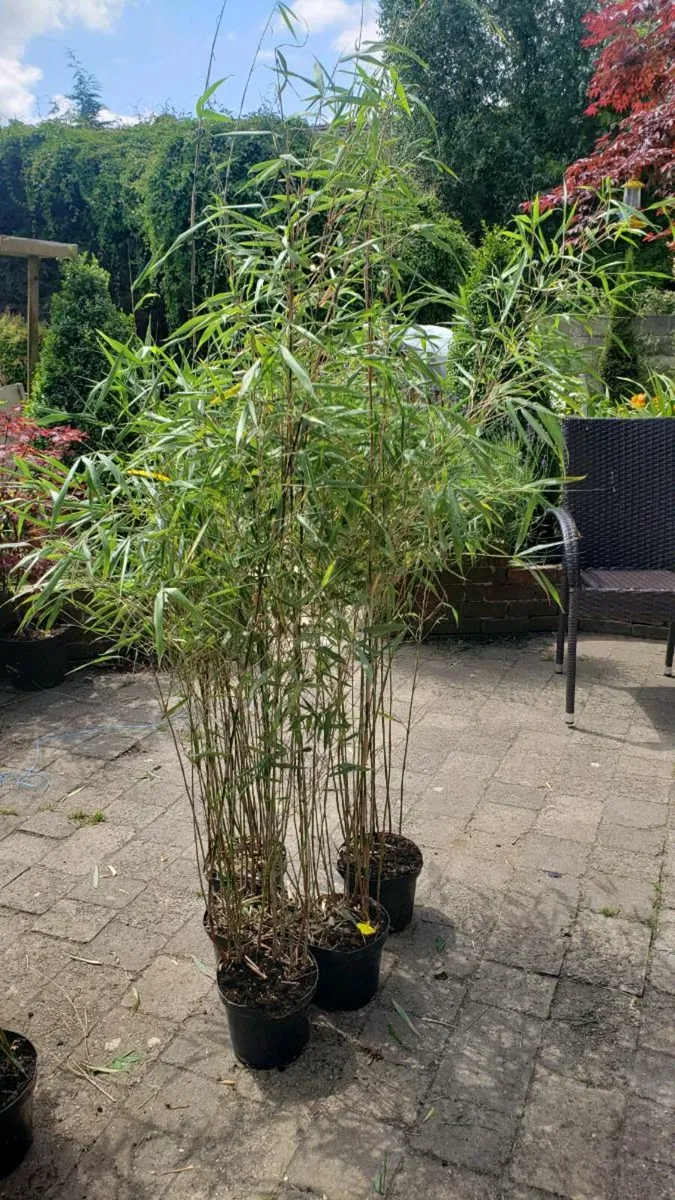 Bamboo Asian Wonder red.  Delivery available - Image 4
