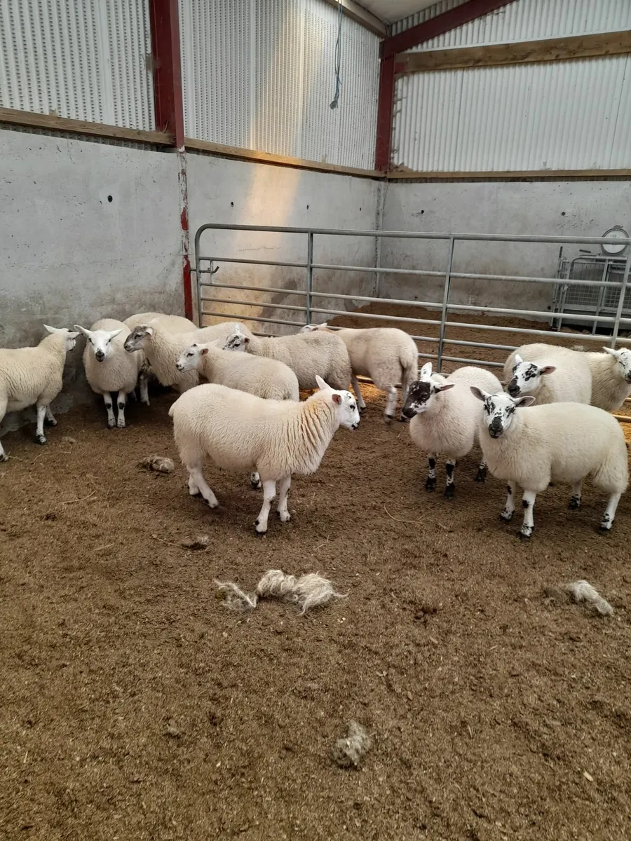 Texel cross lambs - Image 1