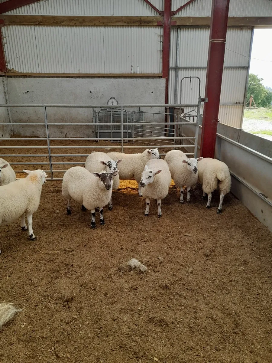 Texel cross lambs - Image 2