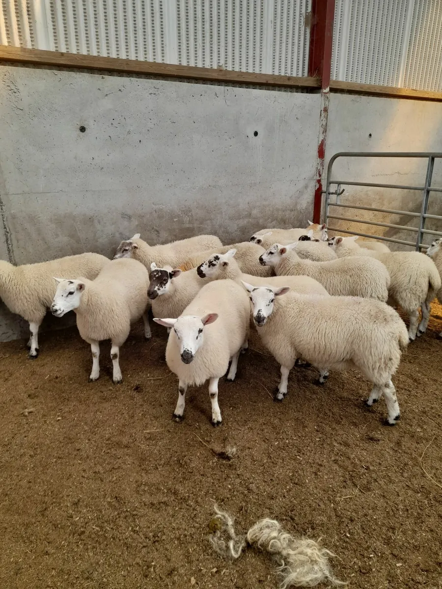 Texel cross lambs - Image 3