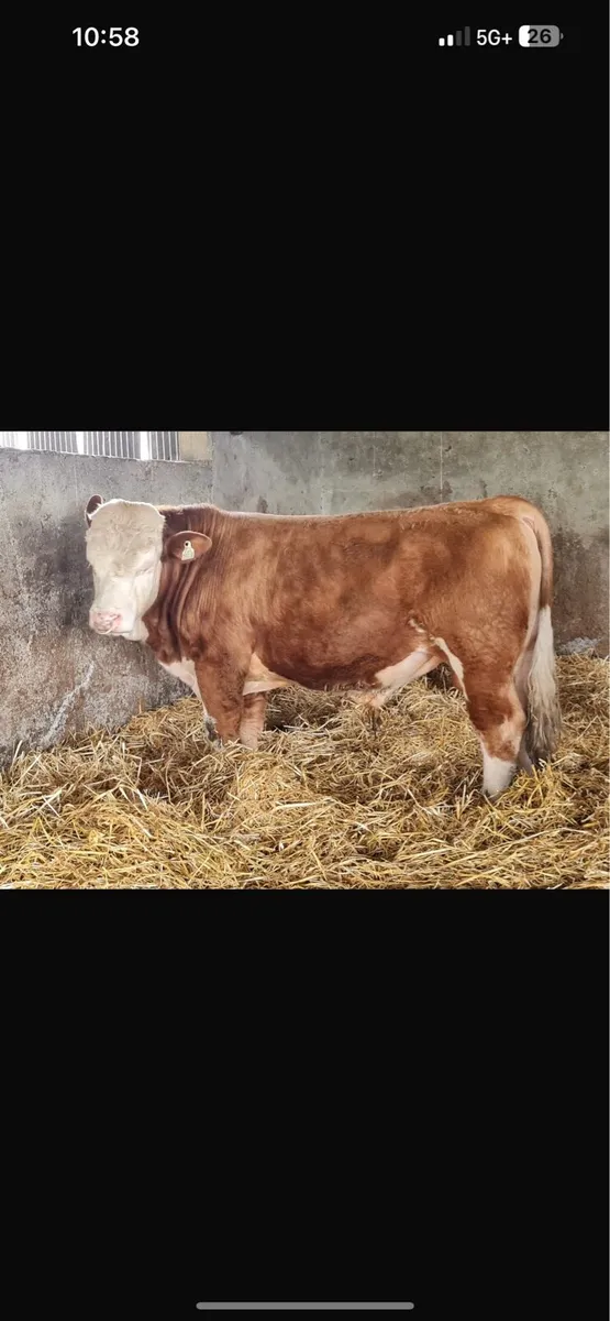 Bull - Image 3