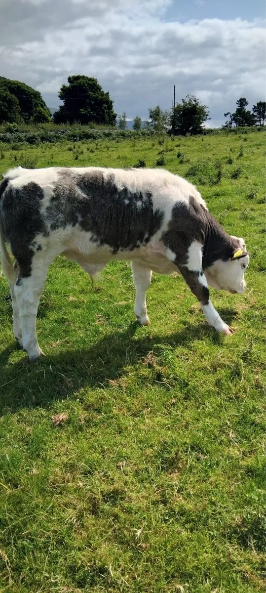 Bull - Image 4