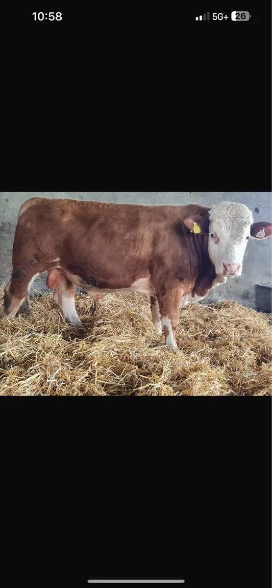 Bull - Image 1