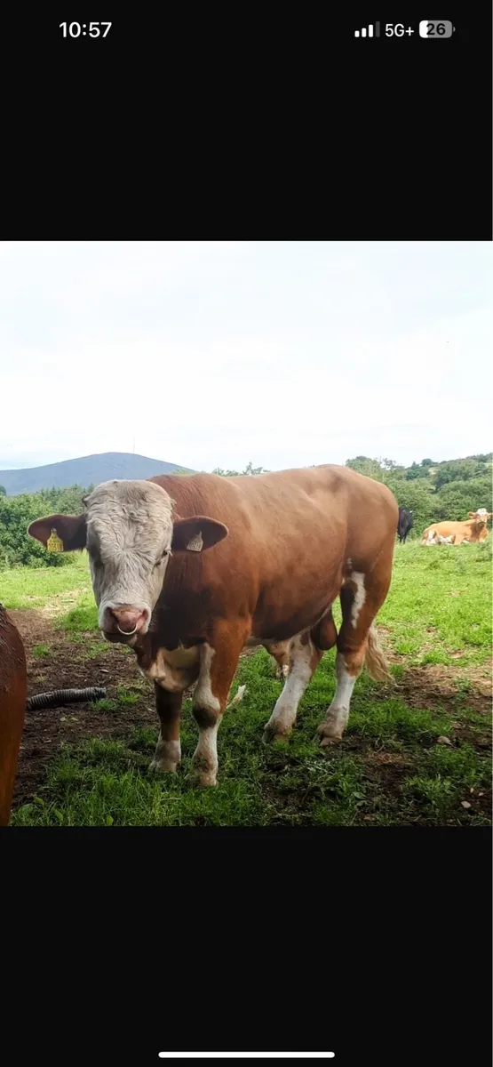 Bull - Image 2