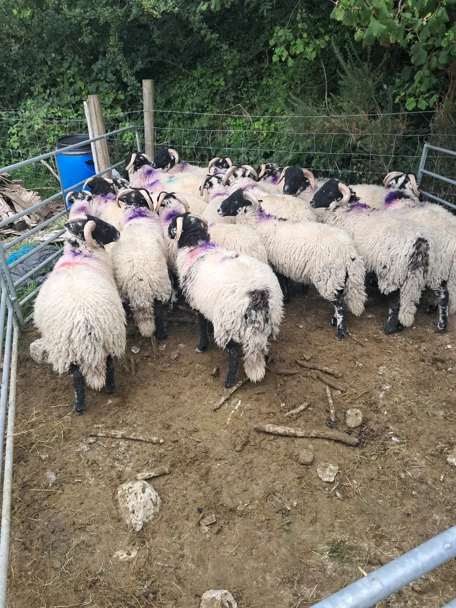 Swaledale lambs - Image 3