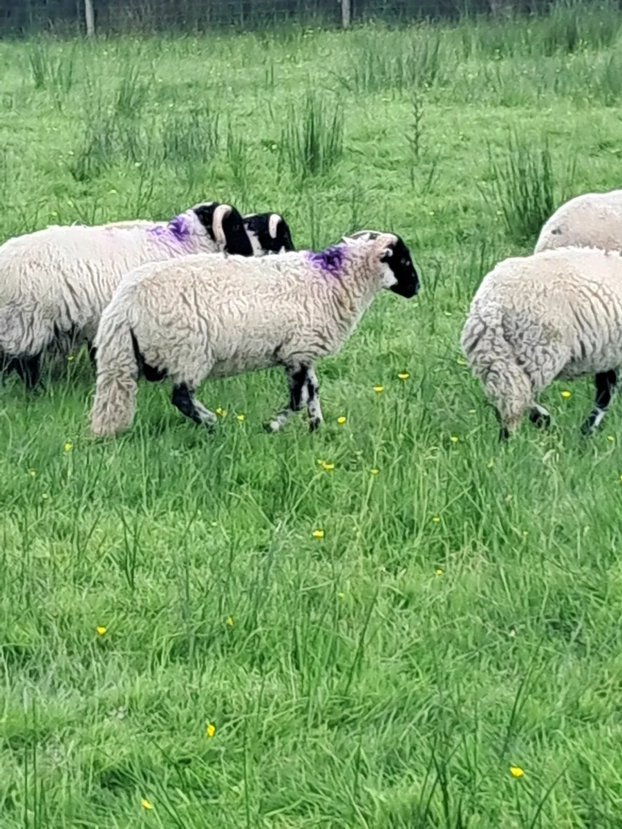 Swaledale lambs - Image 4