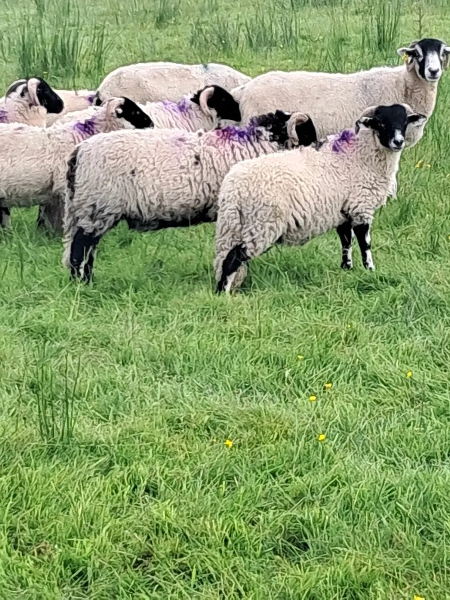 Swaledale lambs - Image 1