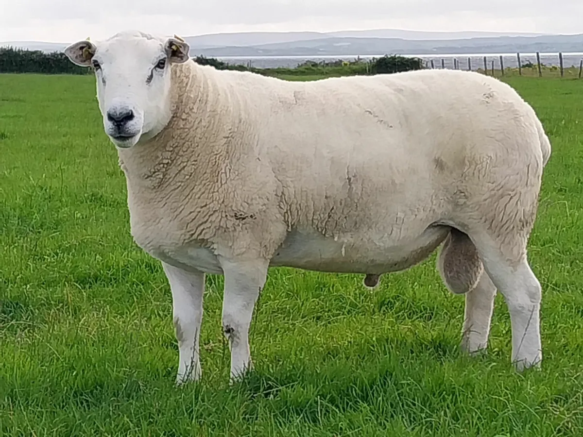 Lleyn ram - Image 1