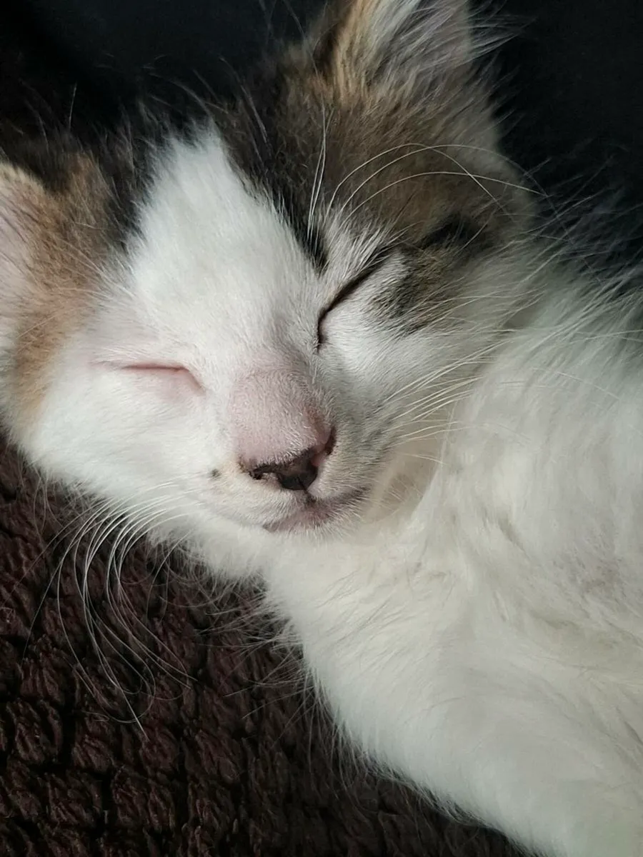 Kittens - Image 4