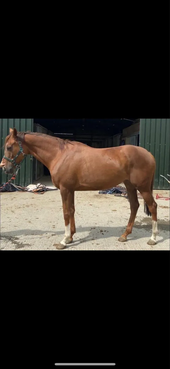 15.2 mare and 16.2 gelding - Image 1