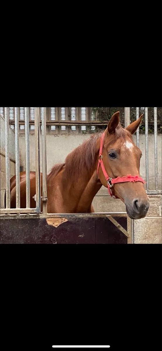 15.2 mare and 16.2 gelding - Image 2