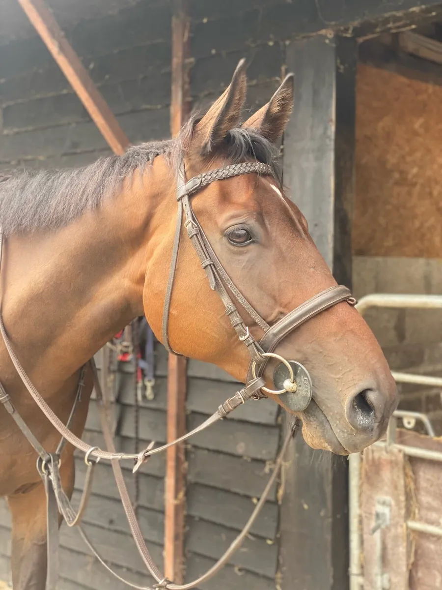 15.2 mare and 16.2 gelding - Image 3