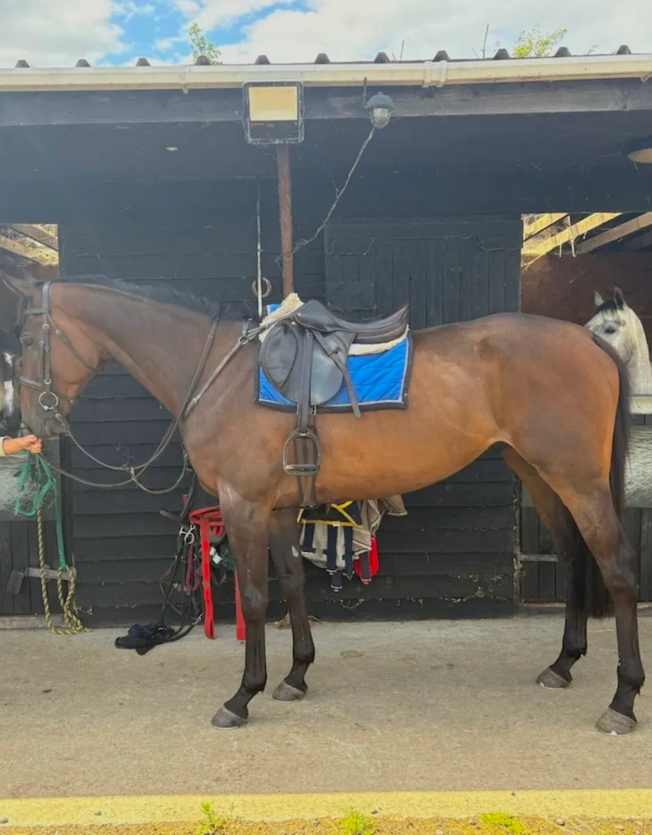 15.2 mare and 16.2 gelding - Image 4
