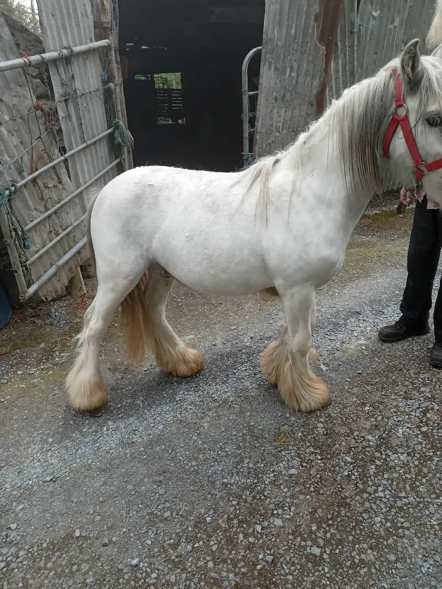 Pony - Image 1