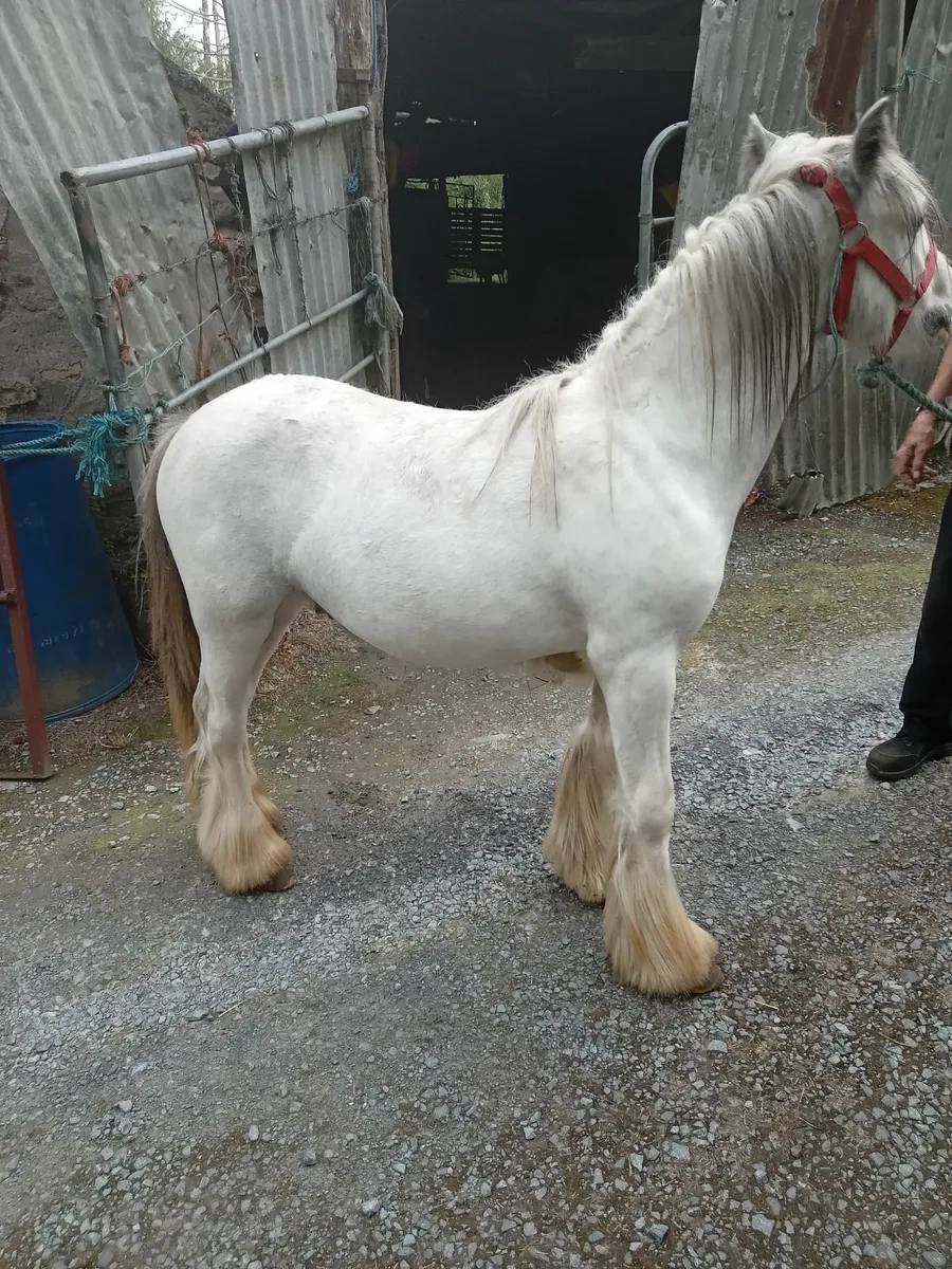 Pony - Image 2