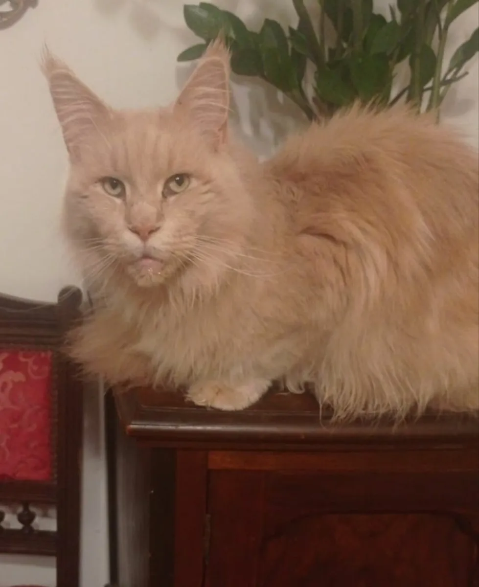 Cats - Image 1