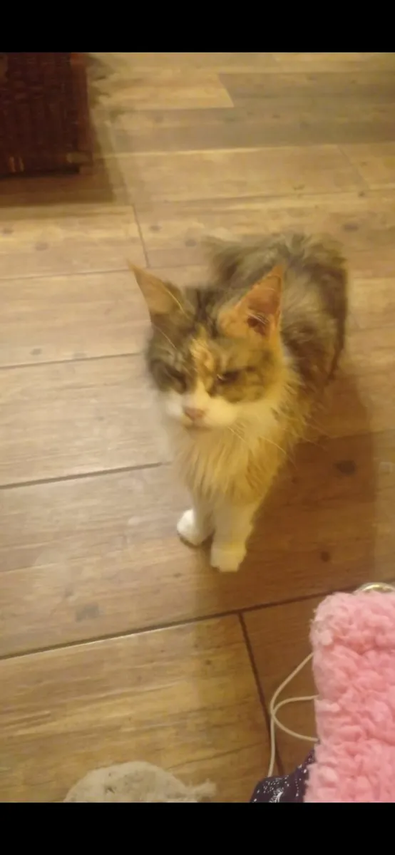 Cats - Image 2