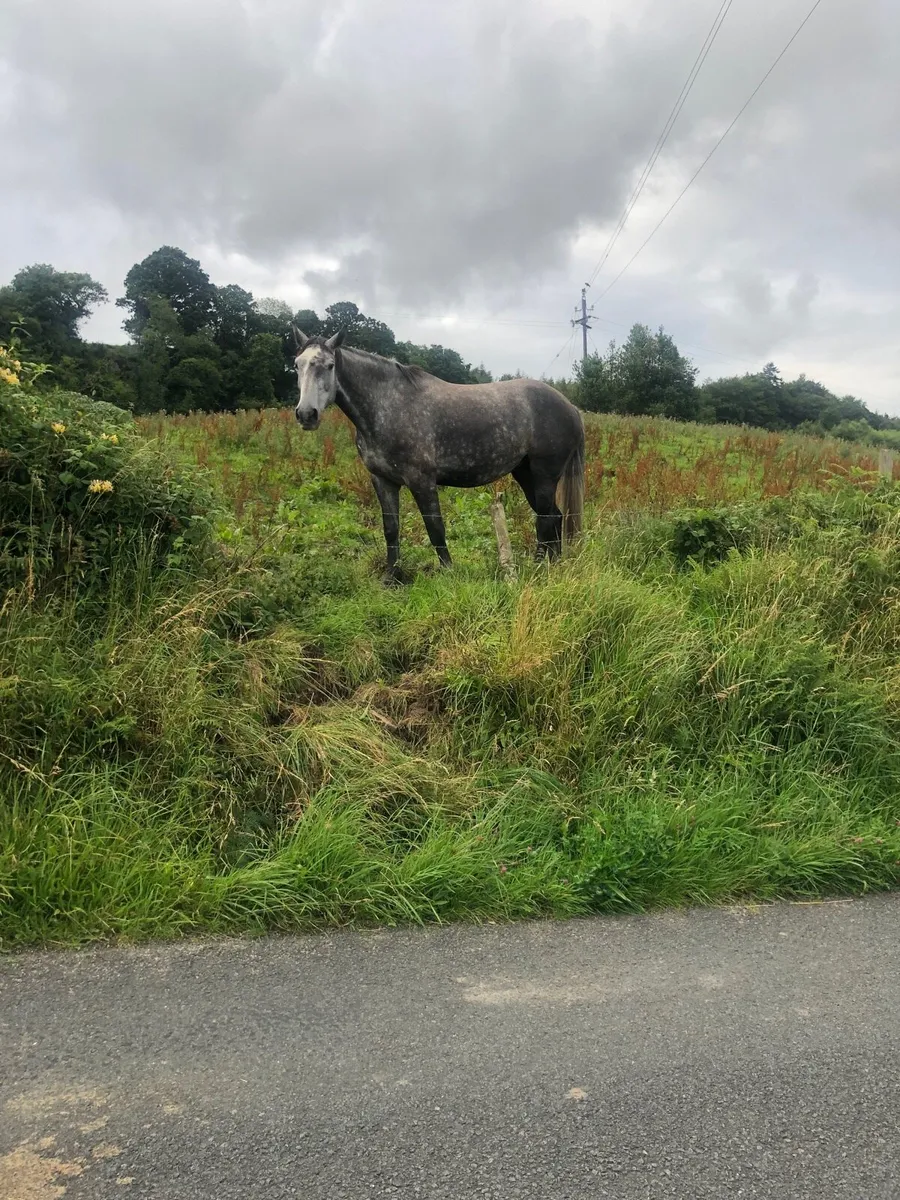 6yo gelding - Image 1