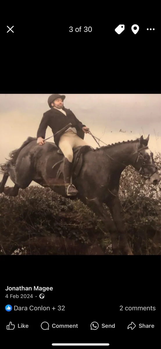 6yo gelding - Image 2