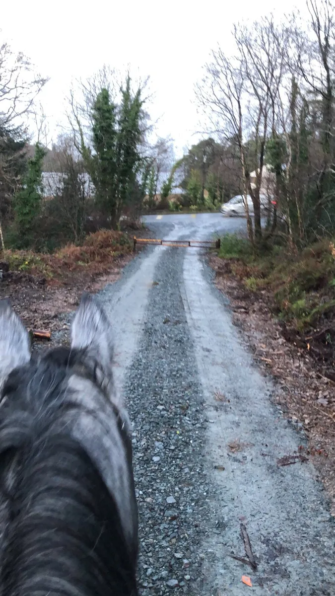 6yo gelding - Image 3
