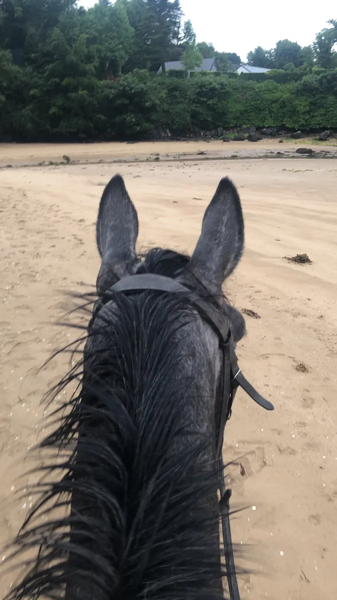 6yo gelding - Image 4