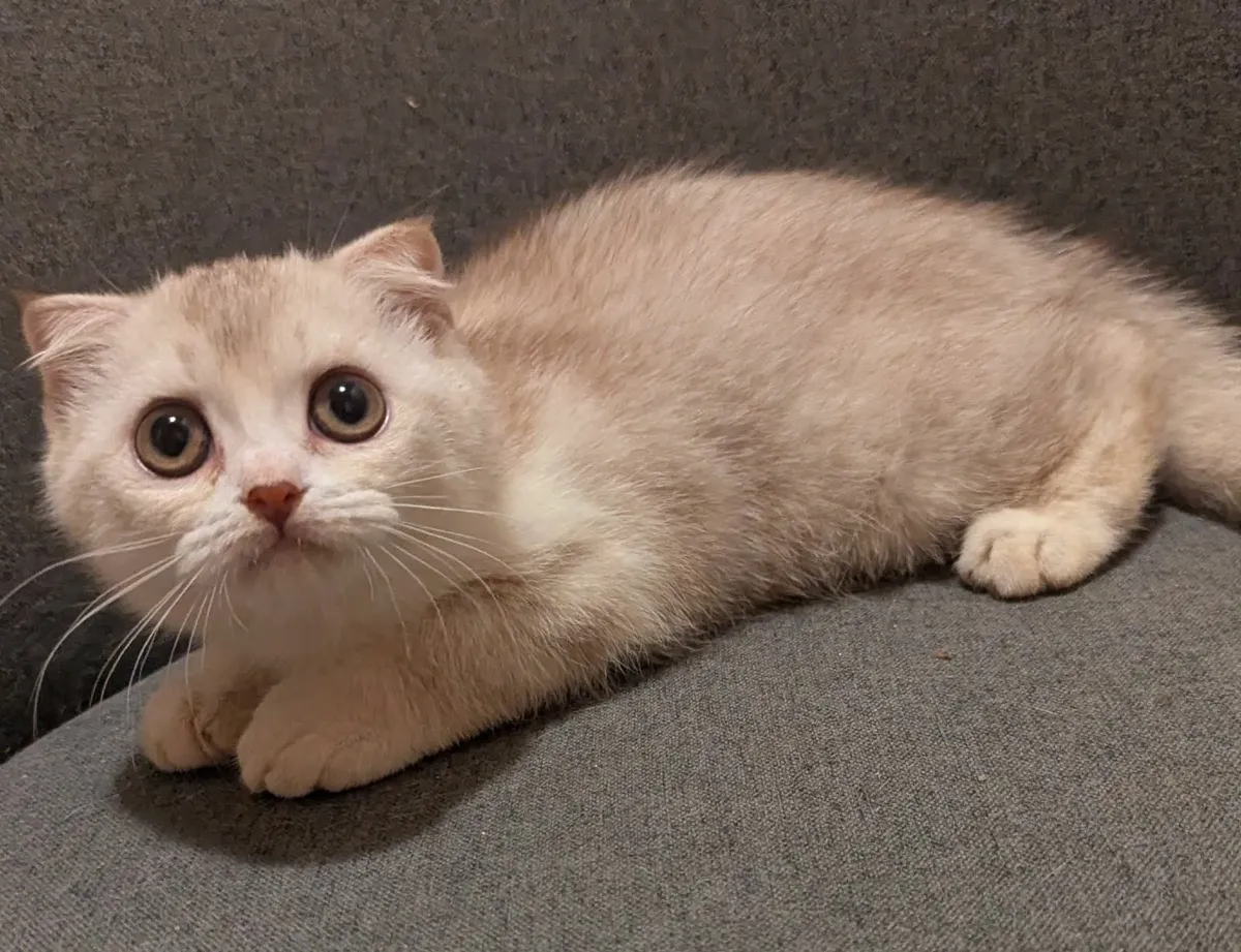 Scottish Fold Silver kitten - Image 2
