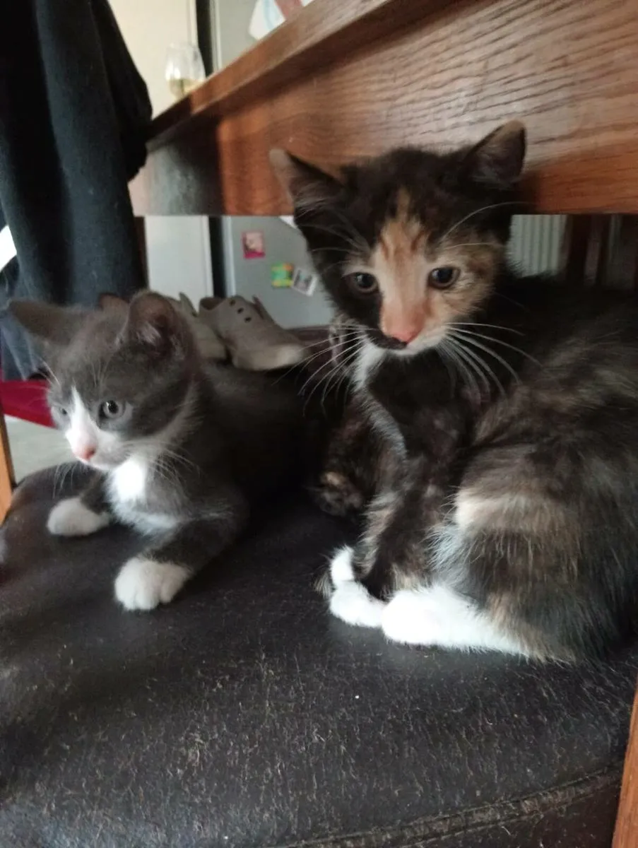 One of a kind Kittens - Image 1