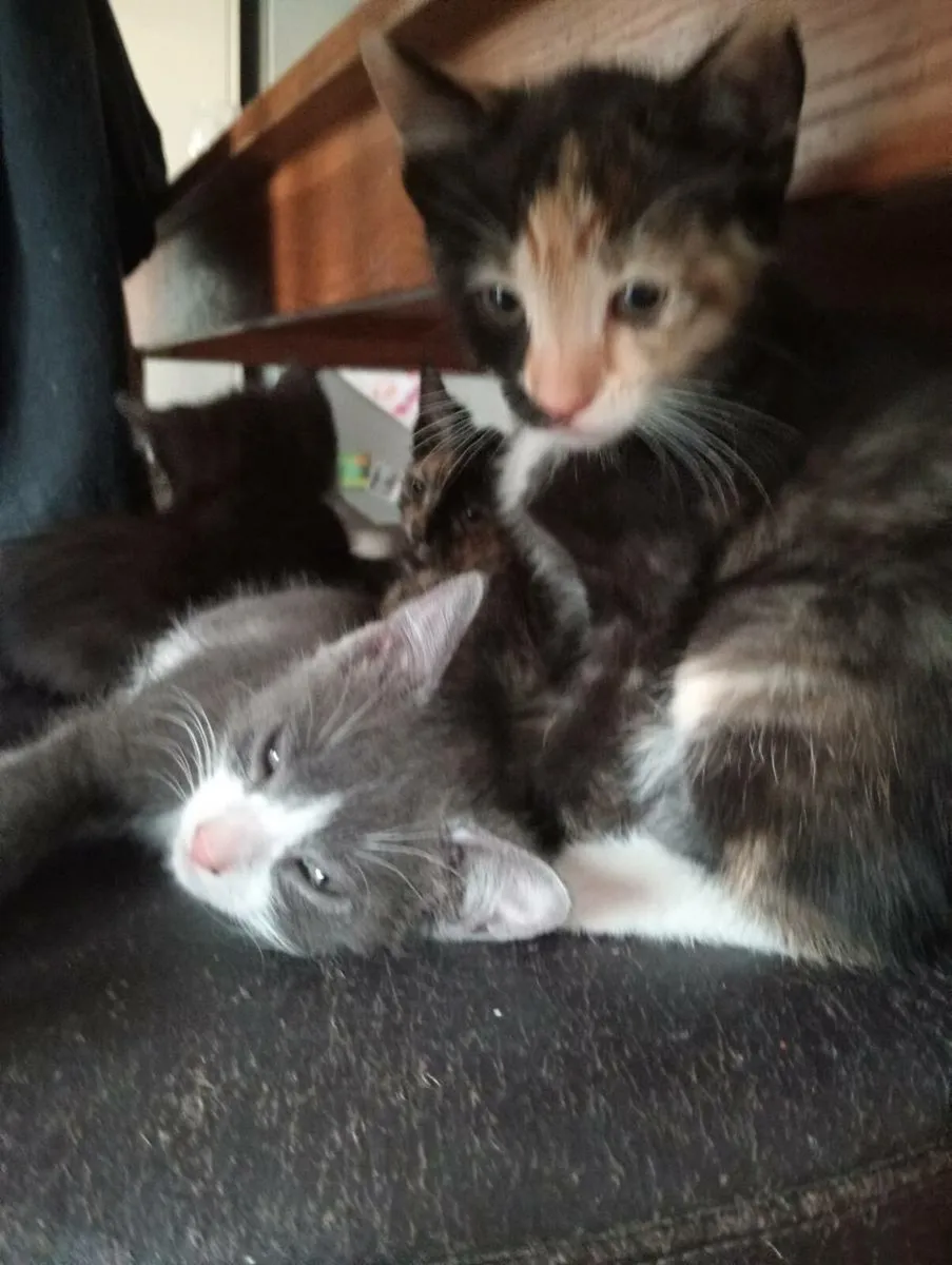 One of a kind Kittens - Image 2