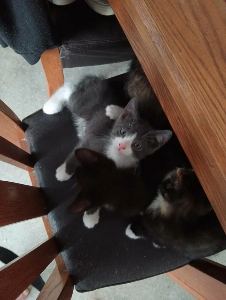 One of a kind Kittens - Image 3