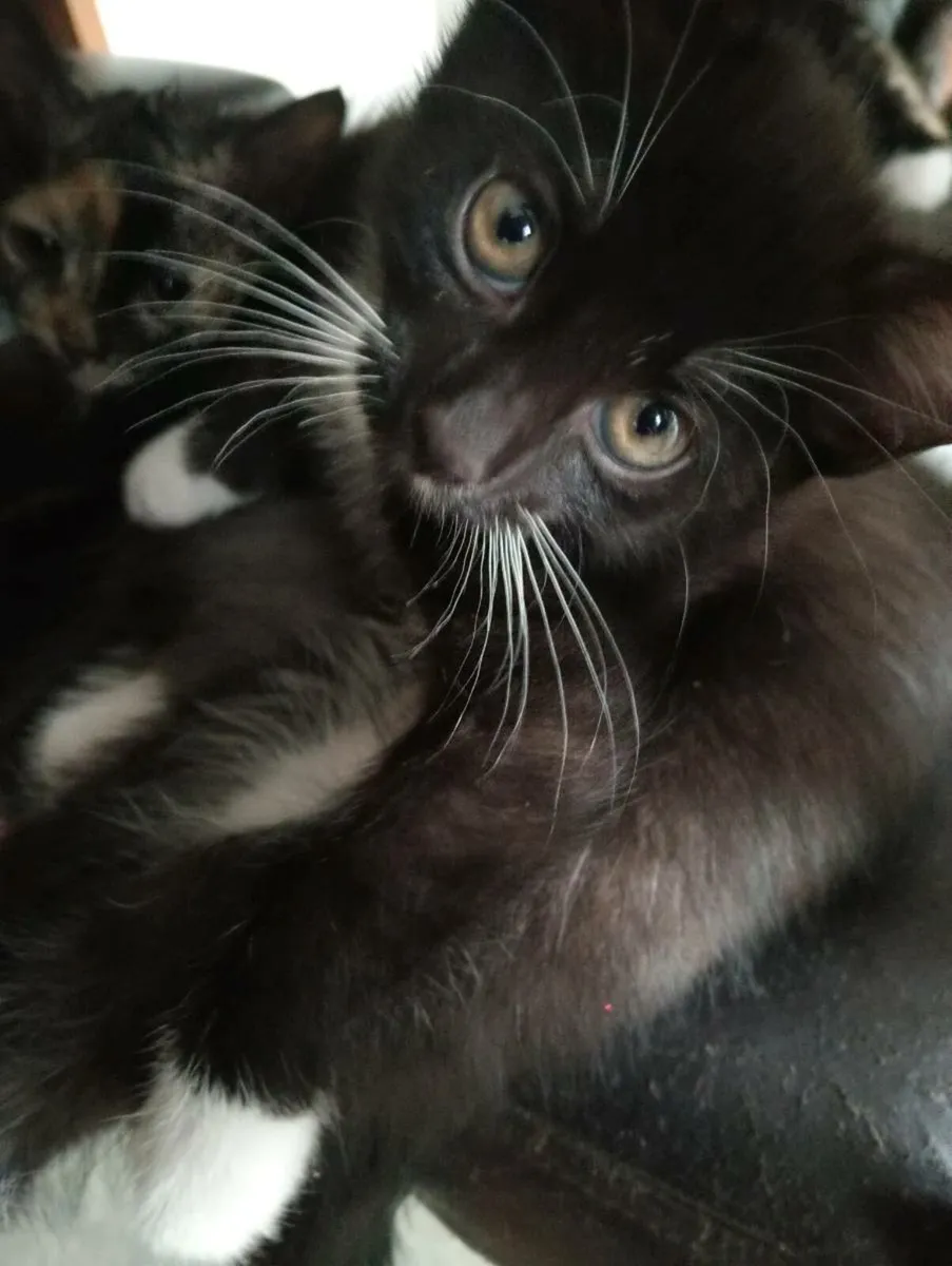 One of a kind Kittens - Image 4