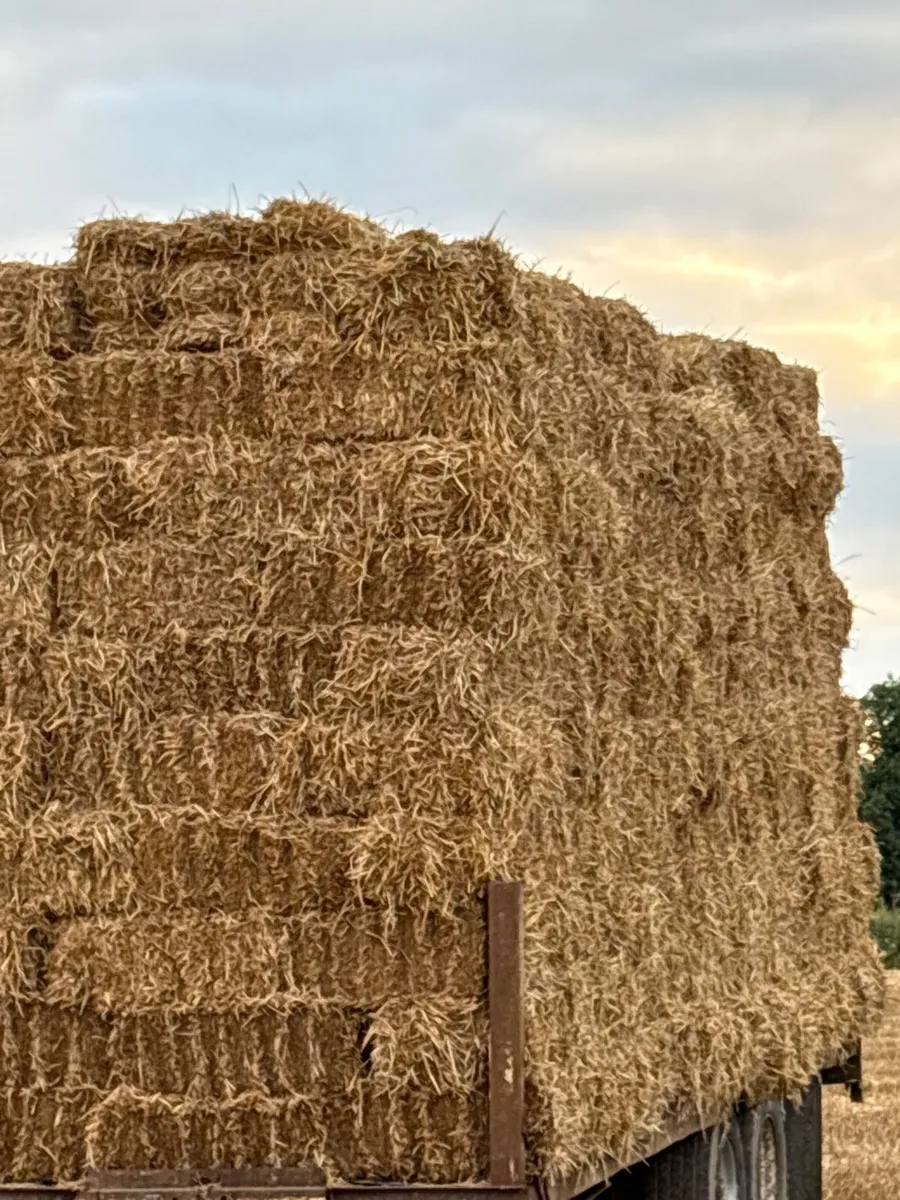 Barley straw - Image 1