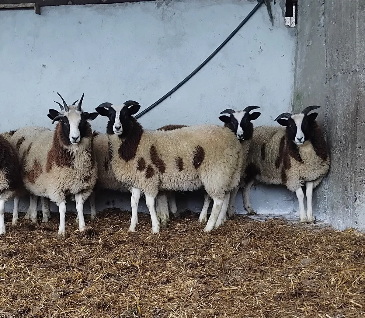 ⭐️⭐️⭐️10 Jacob ewe lambs⭐️⭐️⭐️ - Image 1