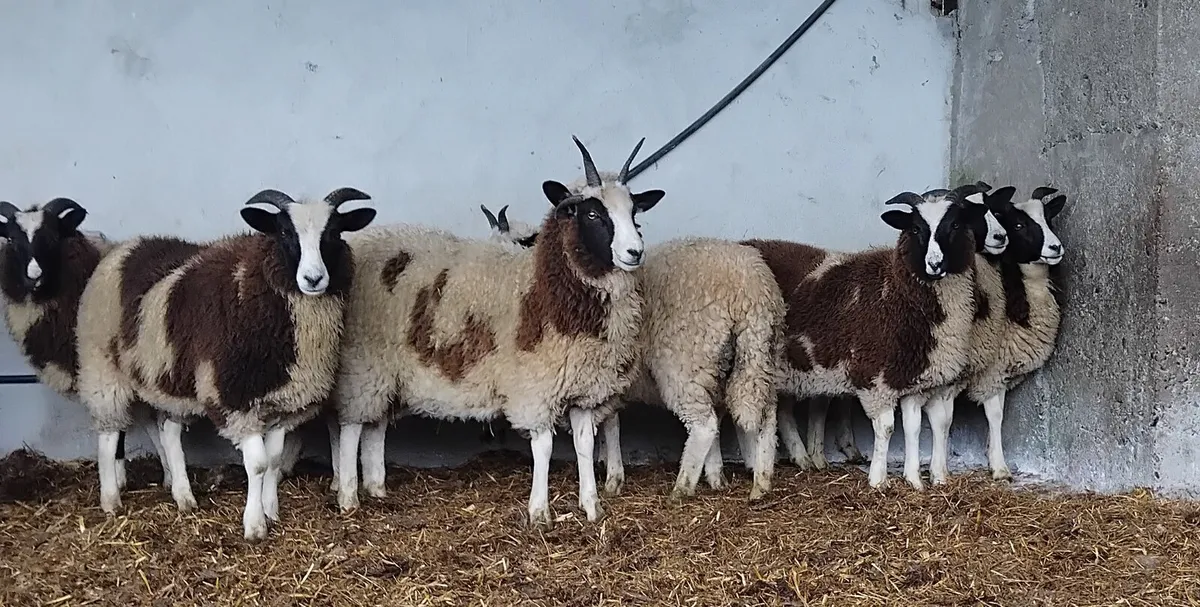 ⭐️⭐️⭐️10 Jacob ewe lambs⭐️⭐️⭐️ - Image 2