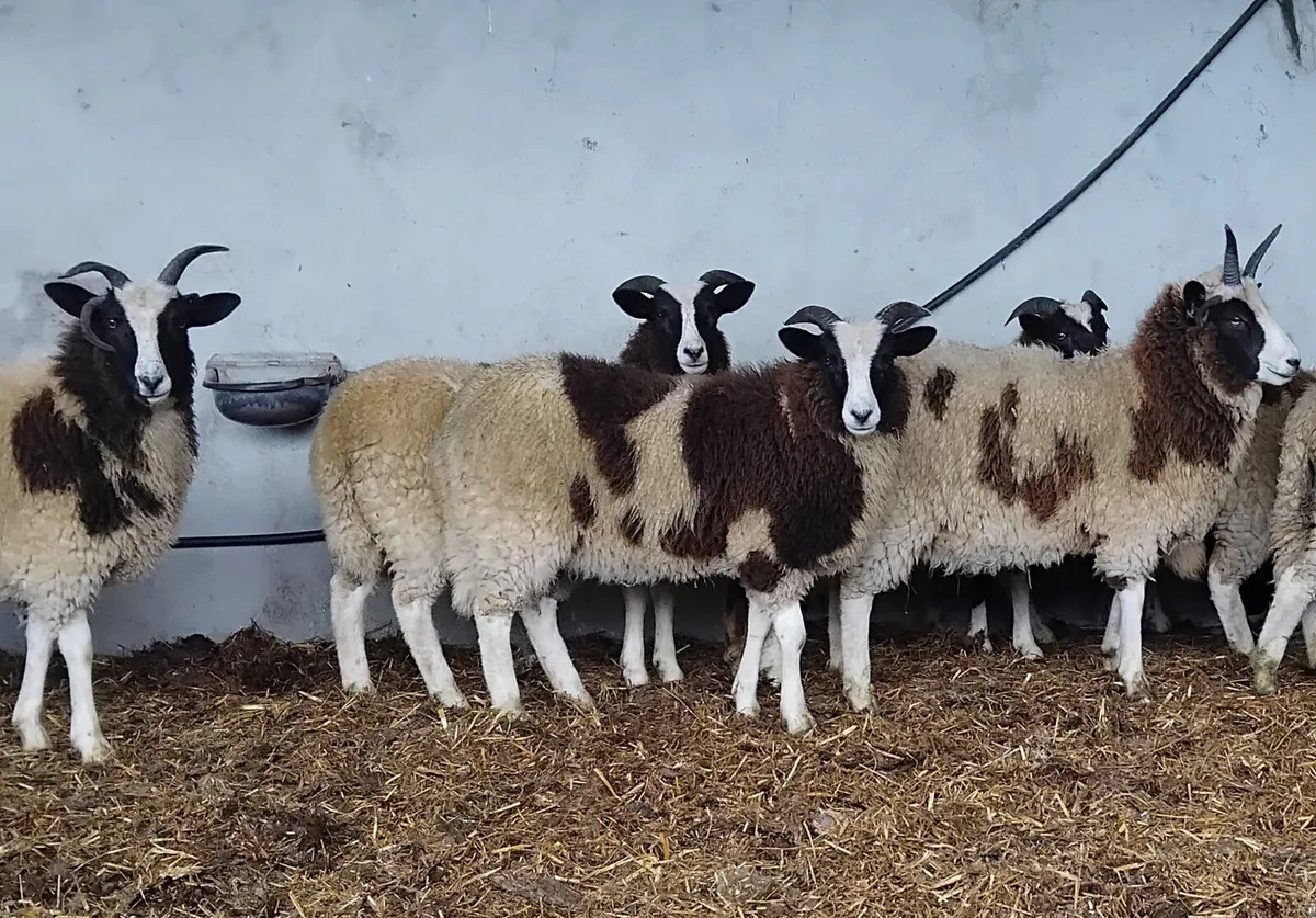 ⭐️⭐️⭐️10 Jacob ewe lambs⭐️⭐️⭐️ - Image 3
