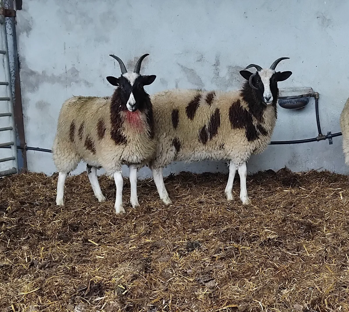 ⭐️⭐️⭐️10 Jacob ewe lambs⭐️⭐️⭐️ - Image 4