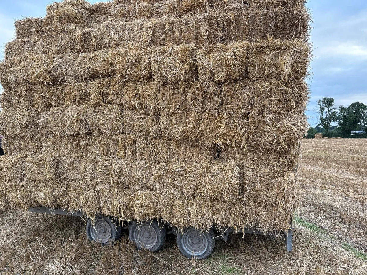Barley straw - Image 2