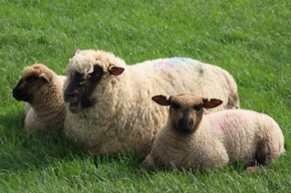 Pedigree Shropshire Sheep - Image 2