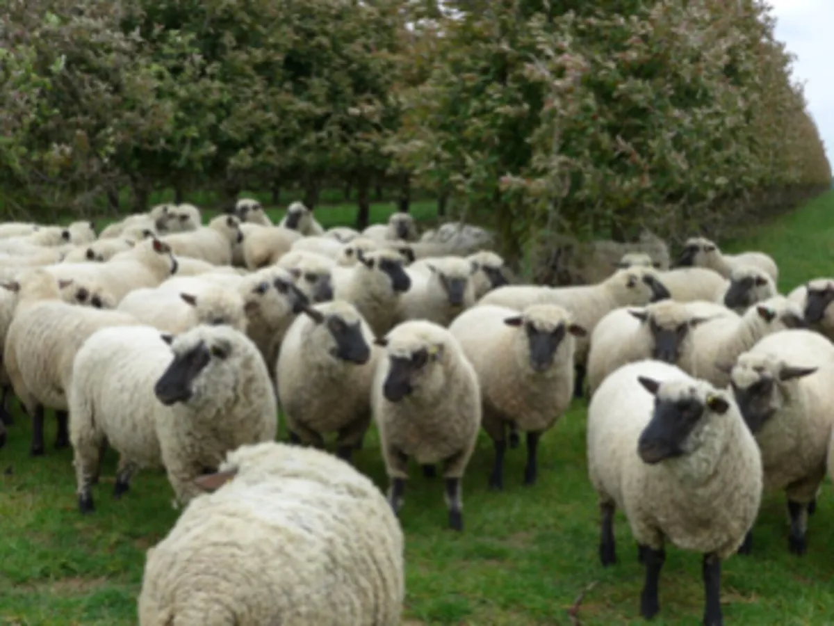 Pedigree Shropshire Sheep - Image 1