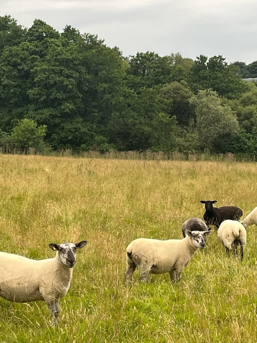 Nice hogget Ewes - Image 1