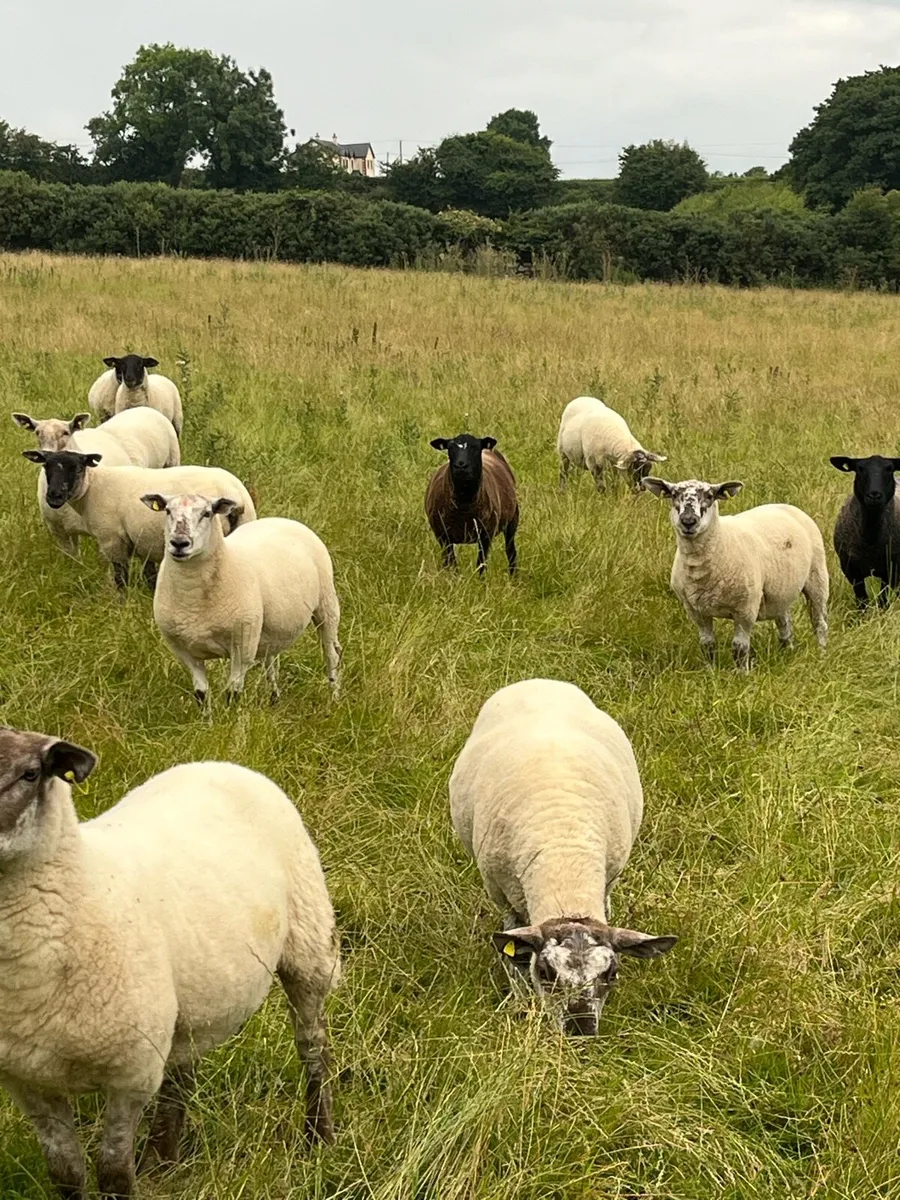 Nice hogget Ewes - Image 2