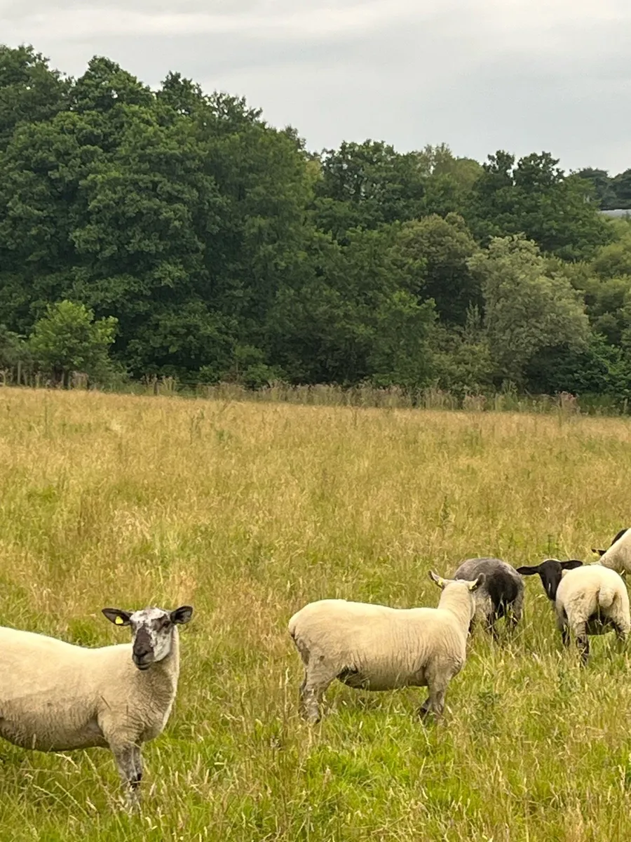 Nice hogget Ewes - Image 3