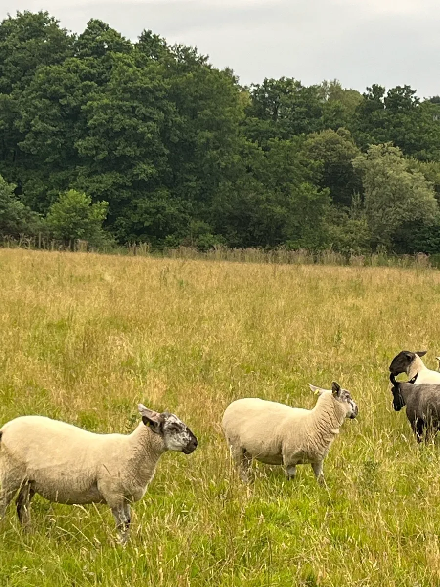 Nice hogget Ewes - Image 4