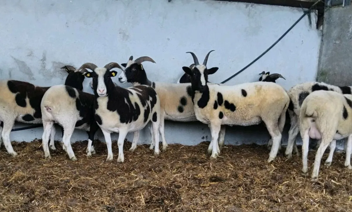 ⭐️⭐️12 Jacobs ewes and Ram⭐️⭐️ - Image 1