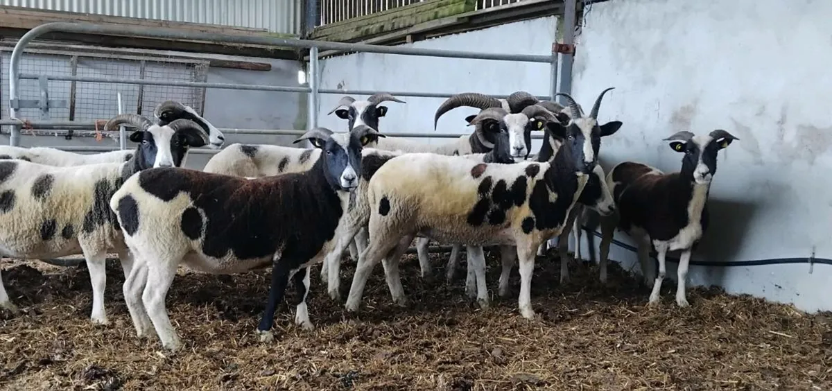 ⭐️⭐️12 Jacobs ewes and Ram⭐️⭐️ - Image 2