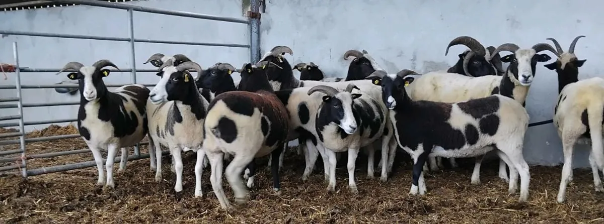 ⭐️⭐️12 Jacobs ewes and Ram⭐️⭐️ - Image 3